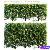 Laurus Nobilis | Bay tree | Grecian Laurel hedge