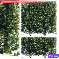 Trachelospermum Jasminoides | Star jasmine hedge
