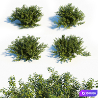 Alnus Viridis Set of 4