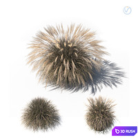 Miscanthus sinensis autumn model