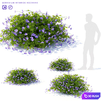 Geranium garden bush | Geranium hybride rozanne