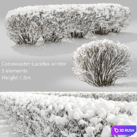 Cotoneaster winter