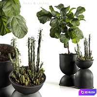 Ficus and cactus