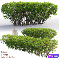 Spiraea
