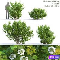 Viburnum