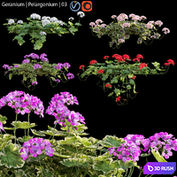 Pelargonium | Geranium 03
