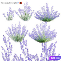 Perovskia atriplicifolia | Russian Sage