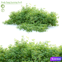 Rudy haag burning bush