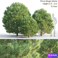 Pine