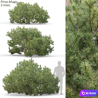 Pine
