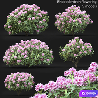 Rhododendron