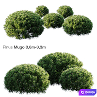 Mountain Pine Mugo