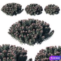Euphorbia Blackbird 02