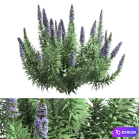 Pride of Madeira - Echium candicans