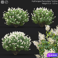 Hydrangea Paniculata