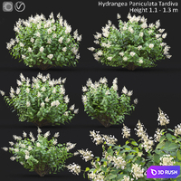 Hydrangea Paniculata