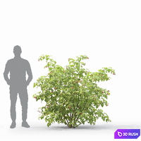 thumb image