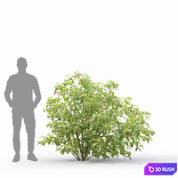 thumb image