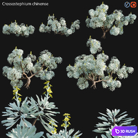 Crossostephium chinense - graphalium spp