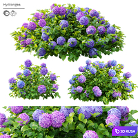 Hydrangea