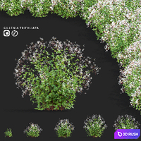 Gilenia trifoliate flowers | Gillenia trifoliata
