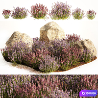 A set of lavender bushes for the garden and alpine slide, boulder, stone, catnip, sage, wild flowers. 1191