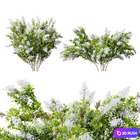 HQ Plants Myrtle White Flower little