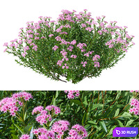 Japanese spirea V1 85cm MARCH