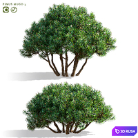 Mountain pine | Pinus mugo 3