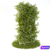 Perennial climbing plant for the garden