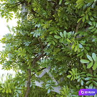thumb image