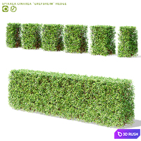 Spiraea gray Grefsheim hedge | Spiraea cinerea grefshim