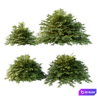 Cypress Bush 01