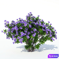 Azalea 003