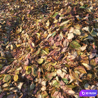 Autumn foliage (material)