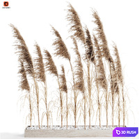 A bunch of Pampas 8