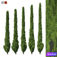 Cupressus 5-6m