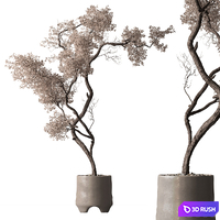 Indoor Plant 918 - Miniature Dried Tree