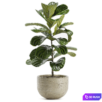 Indoor Plant Set 168 - Fiddle Leaf Fig
