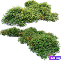 Bush 022 3D Model Vray, Corona