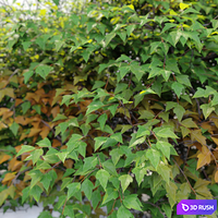 Bush 022 3D Model Vray, Corona