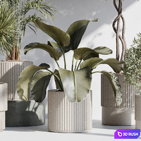 Indoor plant set 71 3D Model Vray, Corona