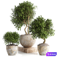 Outdoor plant in concrete pot 12
