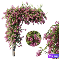 Bougainvillea