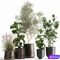 Collection of plants in black metal pots with Olive, Ficus lyrata, tree. Set 1029.