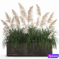 Bush white pampas grass in a street rusty metal pot, white reed, Cortaderia.  1033.