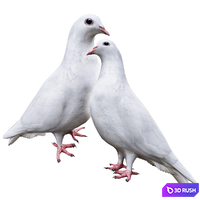 Pigeon