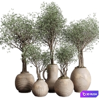 Olive tree in an old earthenware vase indoor collection 182