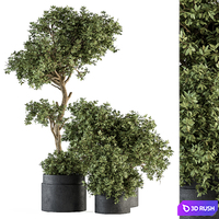 Outdoor Plant Set 373 - Plant Set in Concrete Pot