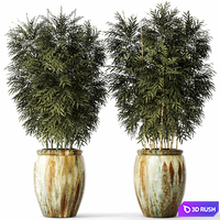 Bamboo set, flower, pot, bamboo bush, thickets, bamboo, pot, flowerpot, outdoor